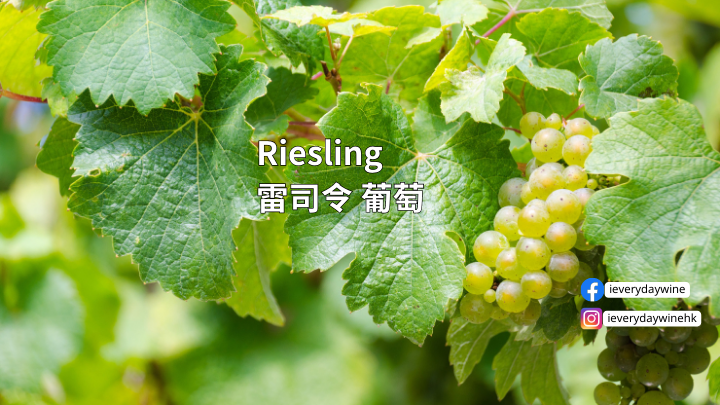 Riesling雷司令葡萄:10大特點 | 3分鐘讀懂 | iEverydayWine